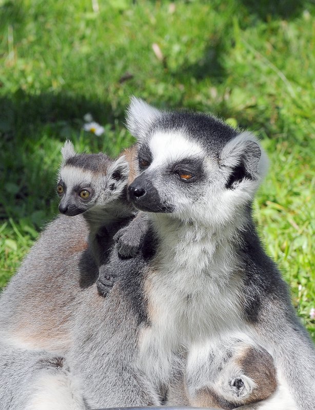 budapest-zoo