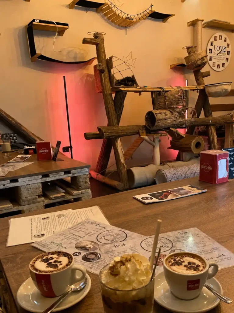Cat Cafe