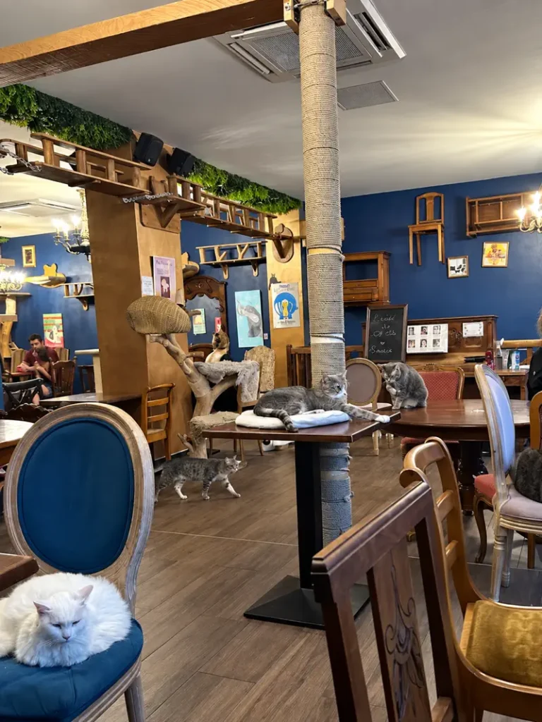 Le Café des Chats